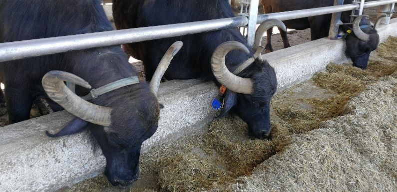 bufale produzione zizzona di battipaglia